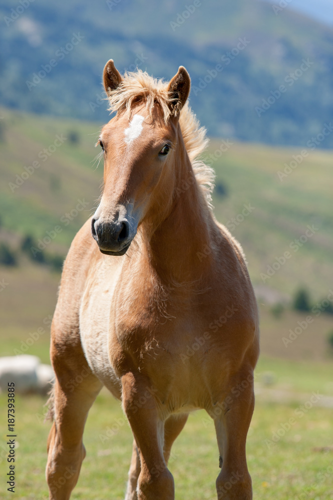 Obraz premium Alpine brown horse