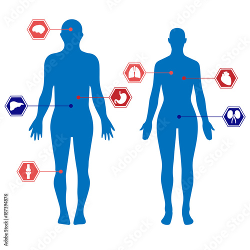 Human body silhouettes of a man and a woman and organs