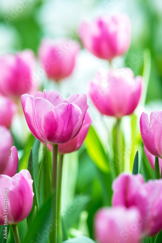 Close-up of pink tulips in a field ,pink tulips in the garden, pink tulip with bokeh.