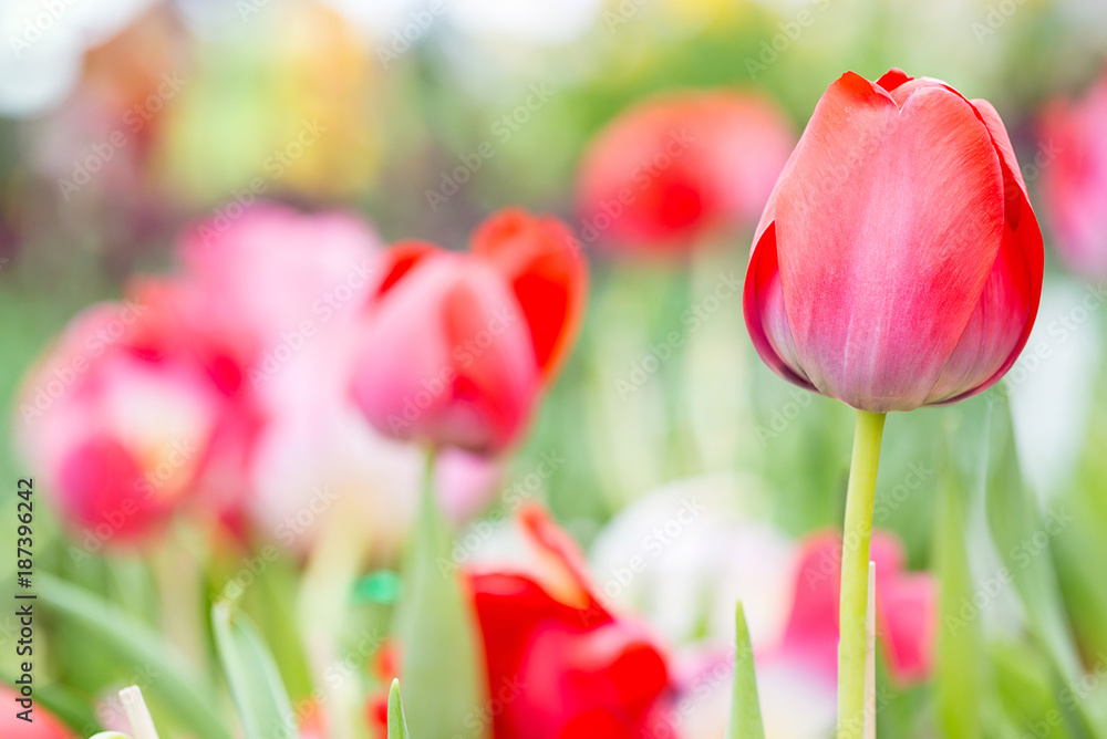 Fototapeta premium pink tulip in garden