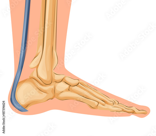 Foot bones illustration. Cartoon art of foot bones vector , medical theme