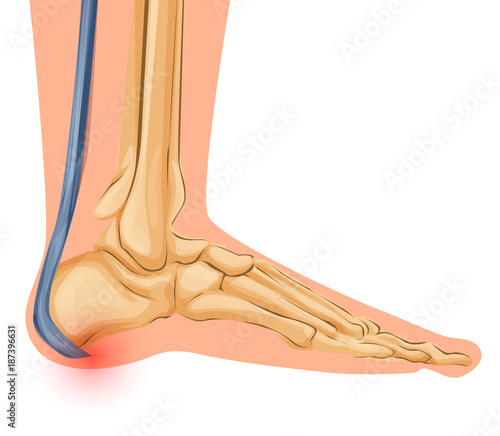 Foot Bone Anatomy Vector Illustration Medical art