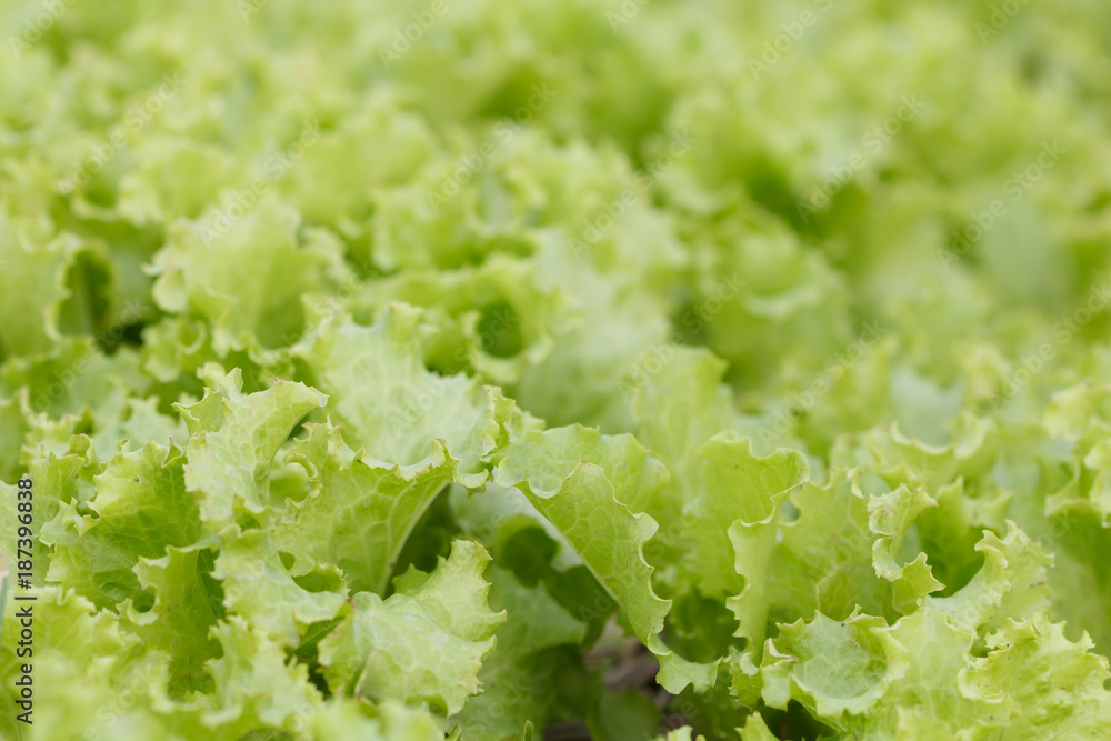 White cabbage vegetable White cabbage vegetable