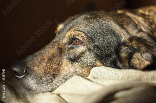 Pretty sad dog with sad eyes