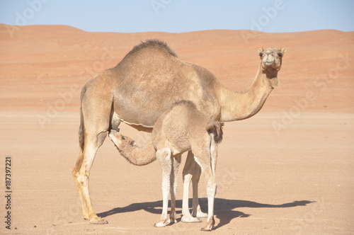 Mother and Baby Camel