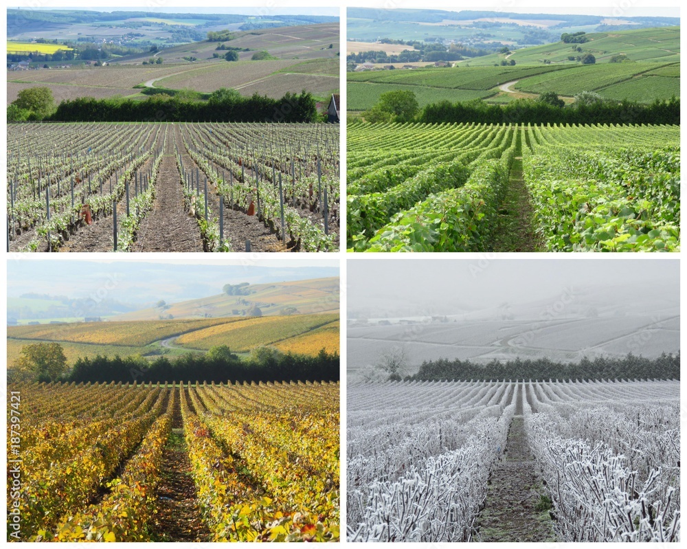 Les quatre saisons de la vigne, en Champagne (France) Photos | Adobe Stock