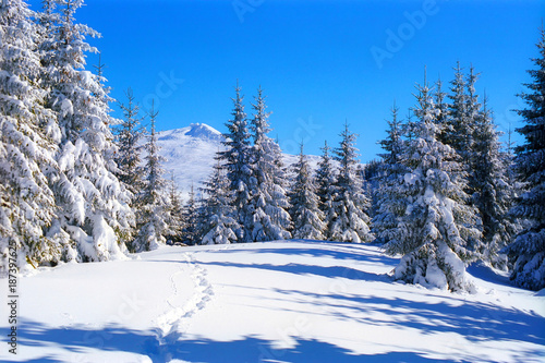 Trees are covered with snow on the background of a blue sky. A sunny day in the winter in the Alpine mountains.