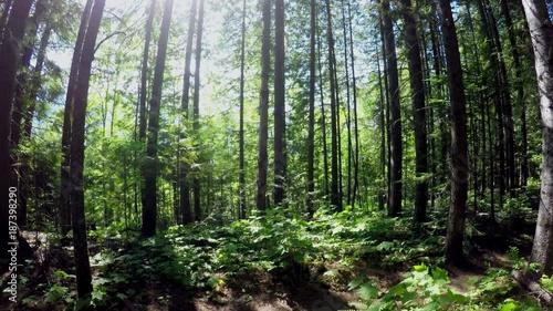 Wallpaper Mural Couple jogging in the forest  Torontodigital.ca
