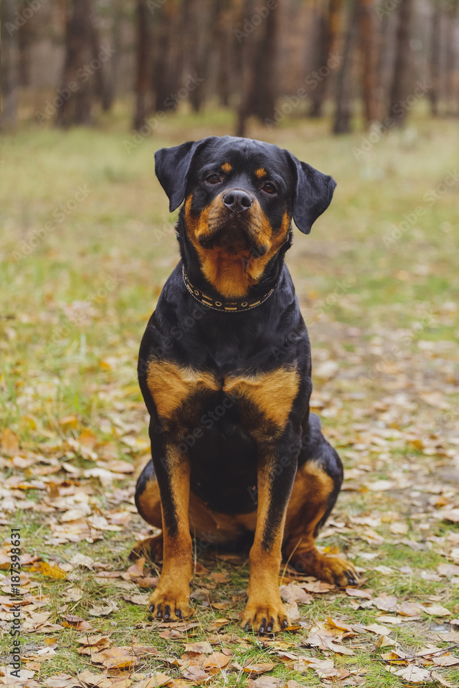 Beautiful Rottweiler dog in the forest. Beautiful Rottweiler dog in the forest.