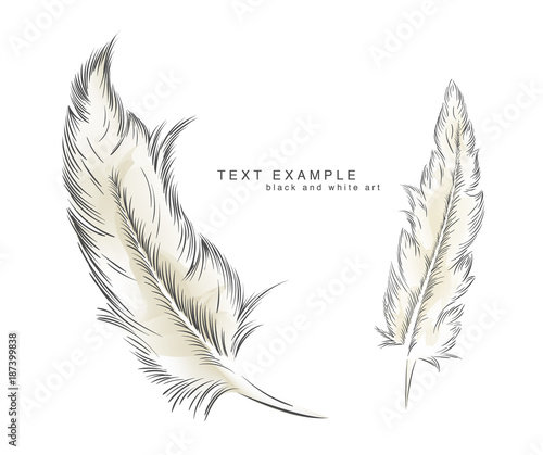 writing old feather paint with text photo