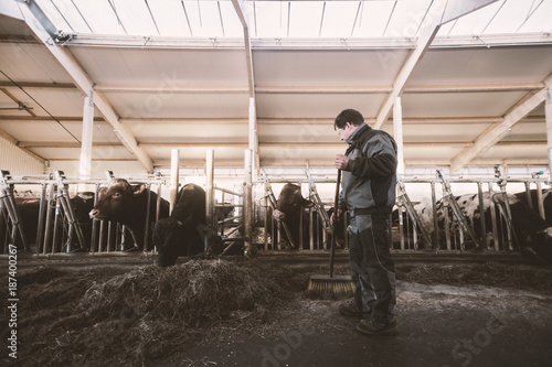 Farmer Sweeping Hay In Cowshed photo