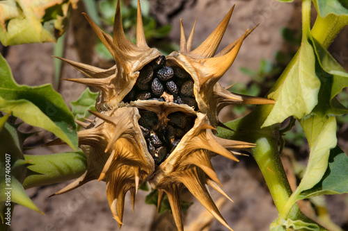 Datura Stramonium fruit and seeds