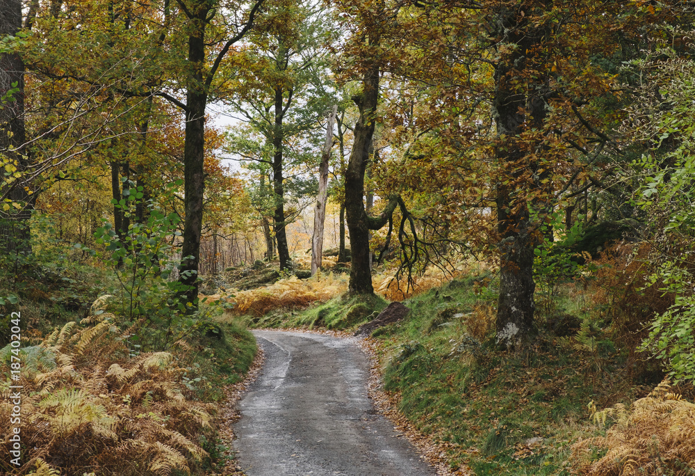 Small mountain road through woodland. Cumbria, UK. Small mountain road through woodland. Cumbria, UK.