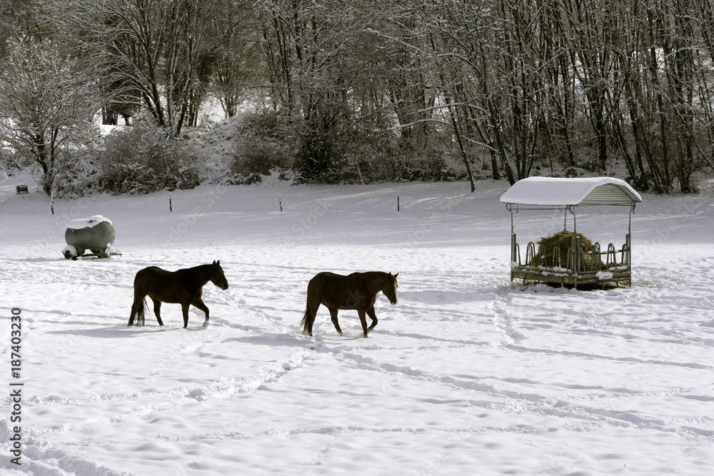 Horses in the snowy paddock