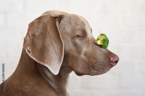 Patient dog balancing food on snout nose