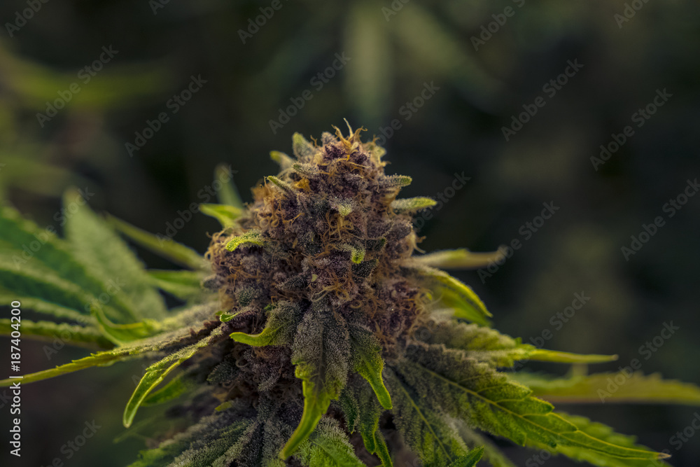 Marijuana Plant Marijuana Plant