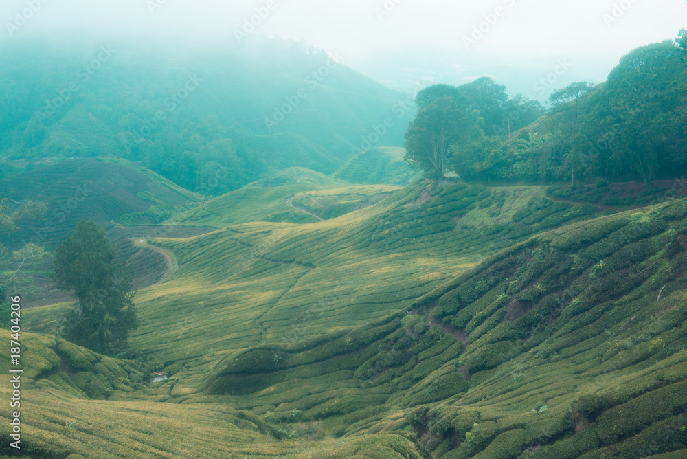 Fototapeta premium View of tea plantations