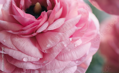 pink ranunculus petals with water droplets
