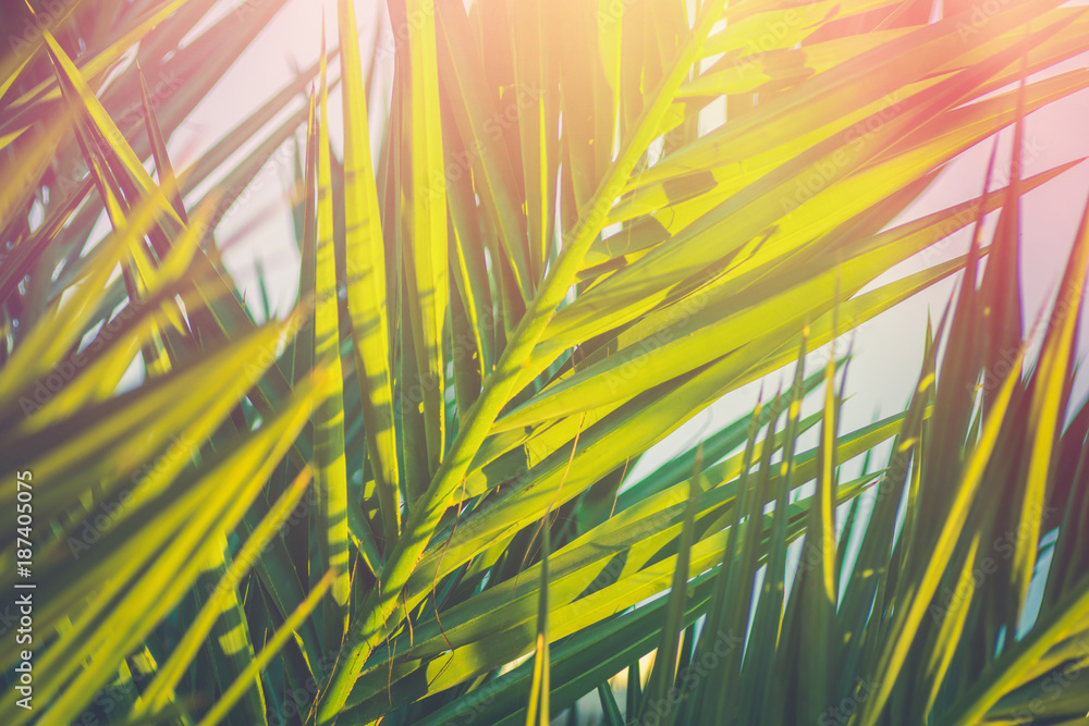 Fototapeta premium Long Spiky Feathery Palm Tree Leaves in Golden Pink Sunlight Flare. Hipster Toned Poster Banner Template. Tropical Foliage Background Vacation Tourism