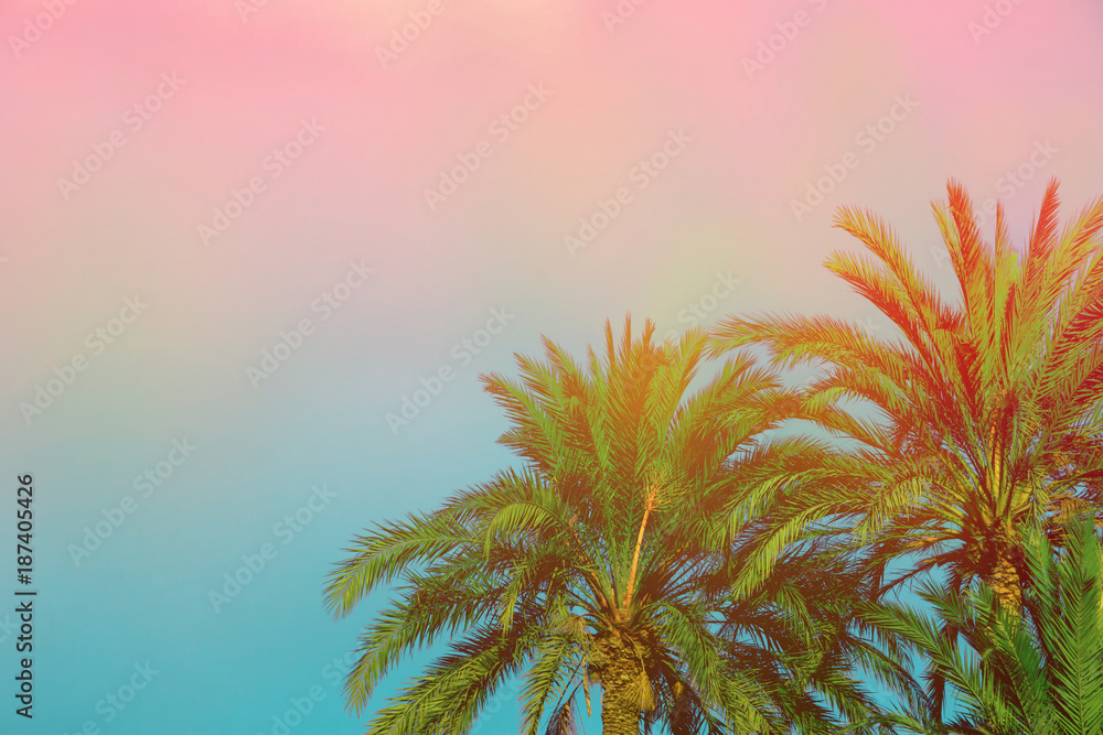 Palm Trees on Toned Purple Blue Pink Sky Background with Golden Sun Flare. Copy Space for Text. Tropical Foliage. Seaside Ocean Beach Vacation. Modern Funky Style Palm Trees on Toned Purple Blue Pink Sky Background with Golden Sun Flare. Copy Space for Text. Tropical Foliage. Seaside Ocean Beach Vacation. Modern Funky Style