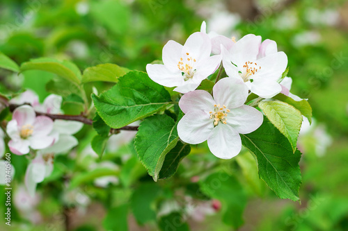 岩木山麓のリンゴ園に咲くりんごの花