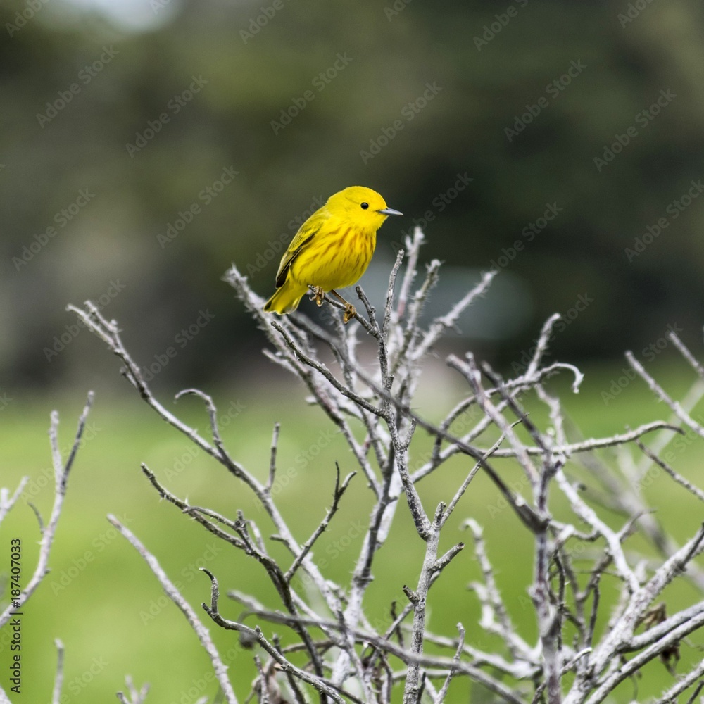 Yellow Warbler In Reid State Park