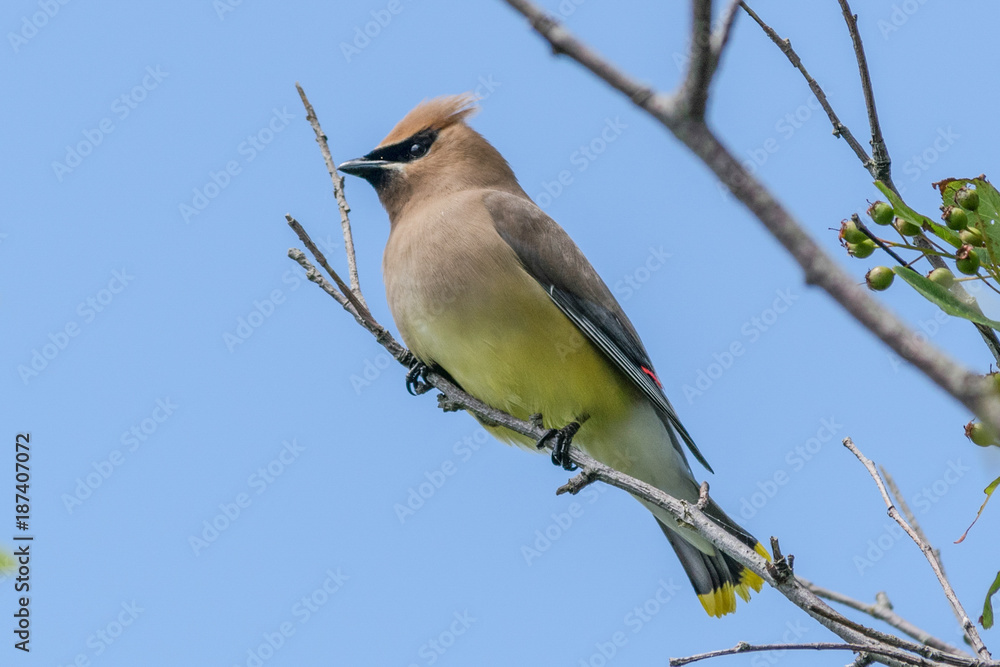 Fototapeta premium Cedar Waxwing