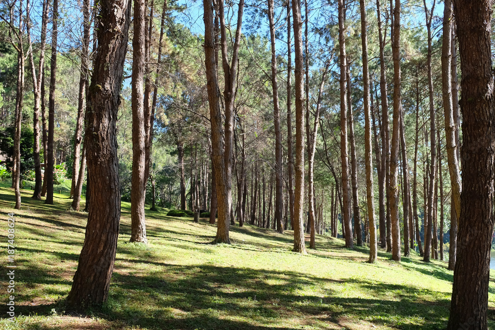 Pang Tong Under Royal Forest Park ( Pang ung ) at Mae Hong Son Province,Thailand. Pang Ung is a popular place to stay in a camping in the winter. Pang Tong Under Royal Forest Park ( Pang ung ) at Mae Hong Son Province,Thailand. Pang Ung is a popular place to stay in a camping in the winter.