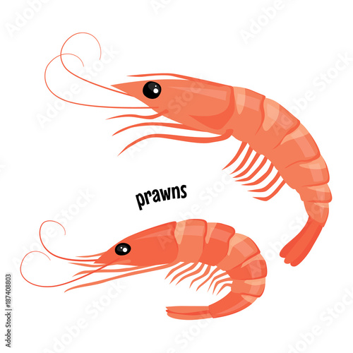 Prawn or shrimp vector