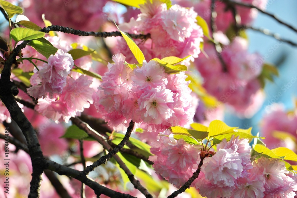 Obraz premium 夜景の桜の花