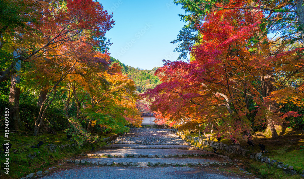 京都　二尊院の紅葉