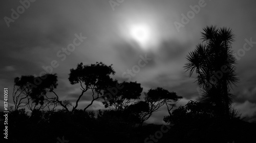 Silhouettes of New Zealand Native vegetation