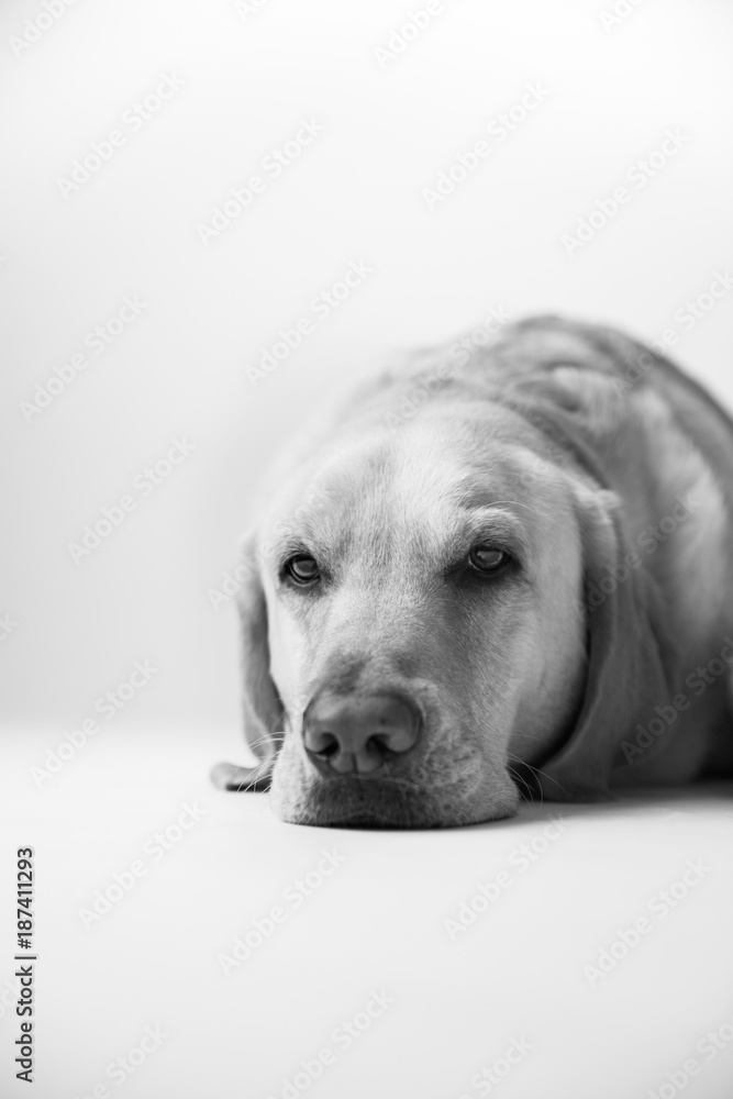 Labrador Dog