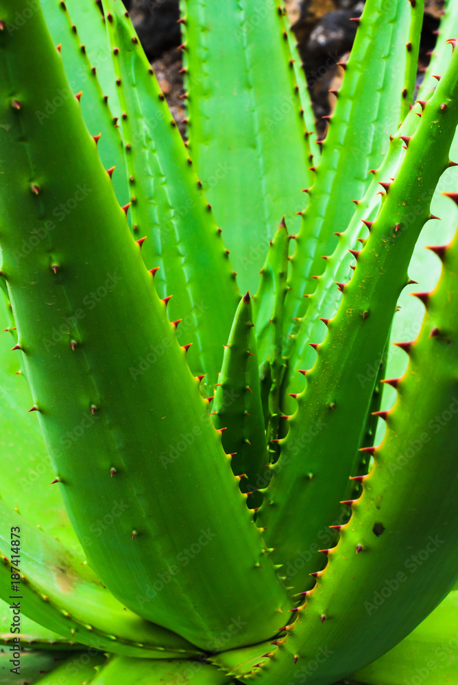 A huge variety of cacti in the cactus garden. Lanzarote. Canary Islands. Spain A huge variety of cacti in the cactus garden. Lanzarote. Canary Islands. Spain