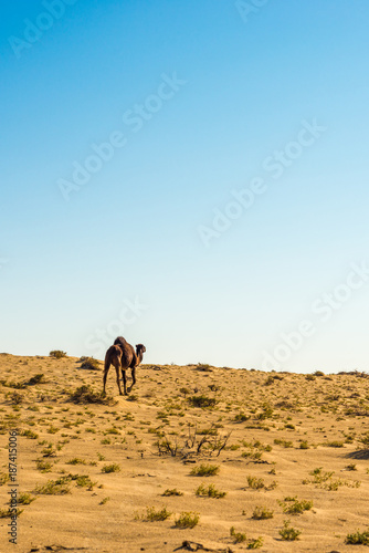 Dromedaries in Tunisia