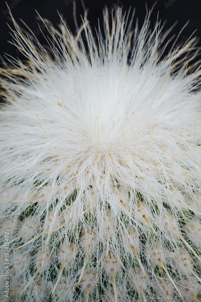 Obraz premium A huge variety of cacti in the cactus garden. Lanzarote. Canary Islands. Spain