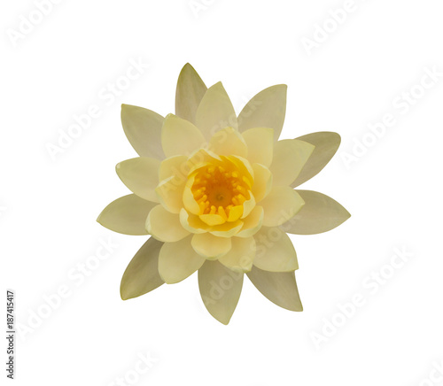 Yellow waterlily isolated on white background