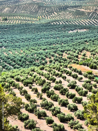 Campo de Iznatoraf en Jaén, Andalucía (España) junto a Villanueva del Arzobispo, en la comarca de las Villas.