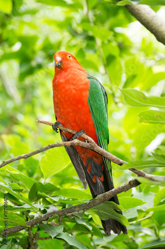 King Parrot vert on branch