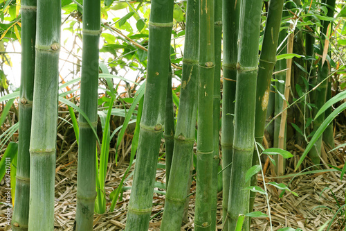 Green bamboo stems in bamboo forest, nature pattern for background.