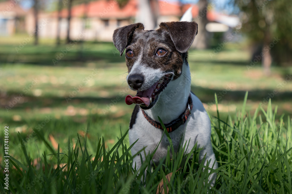 Lilly Dog Playing