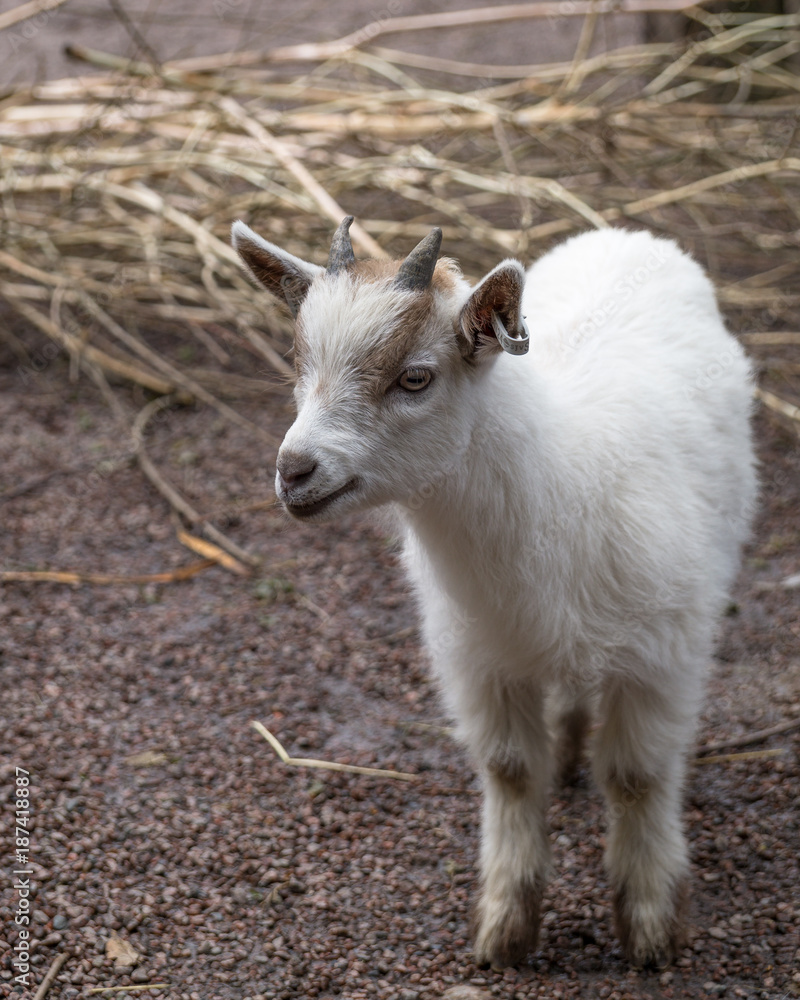 Fototapeta premium Young goat