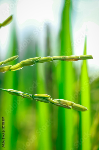 Rice ears with green background