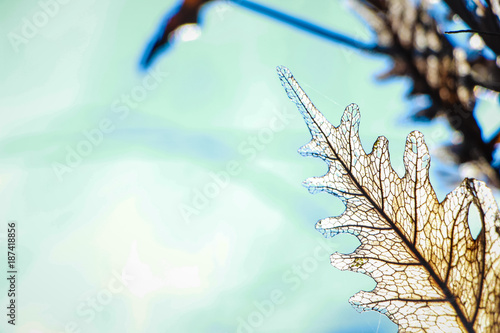 Leaf prints that see leaf borders in spring.