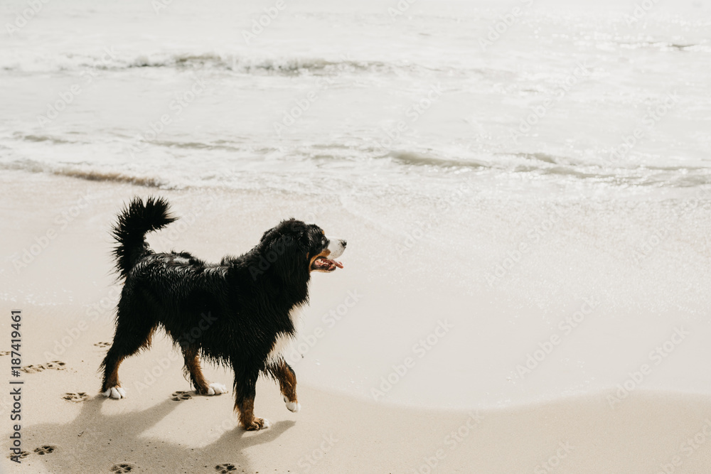 Dog at beach Dog at beach