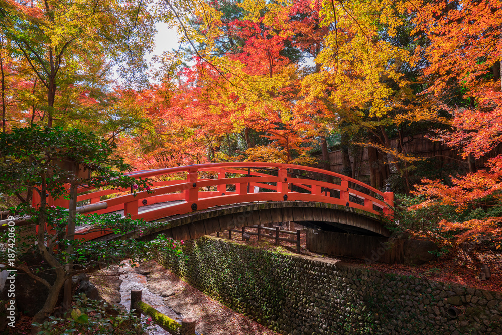 Fototapeta premium 京都 北野天満宮 もみじ苑の紅葉