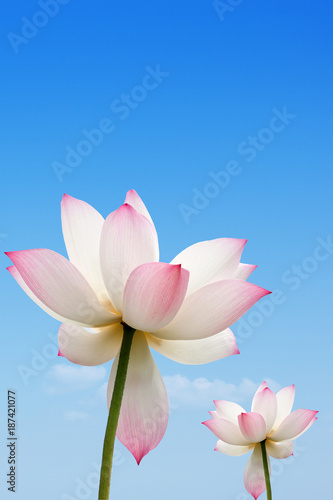 pink lotus with blue sky