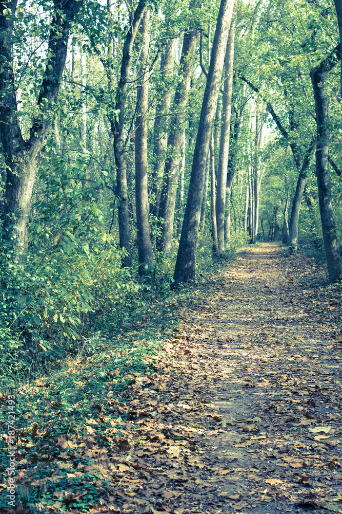 Obraz premium Gravel Walking and Bike Path Through the Forest