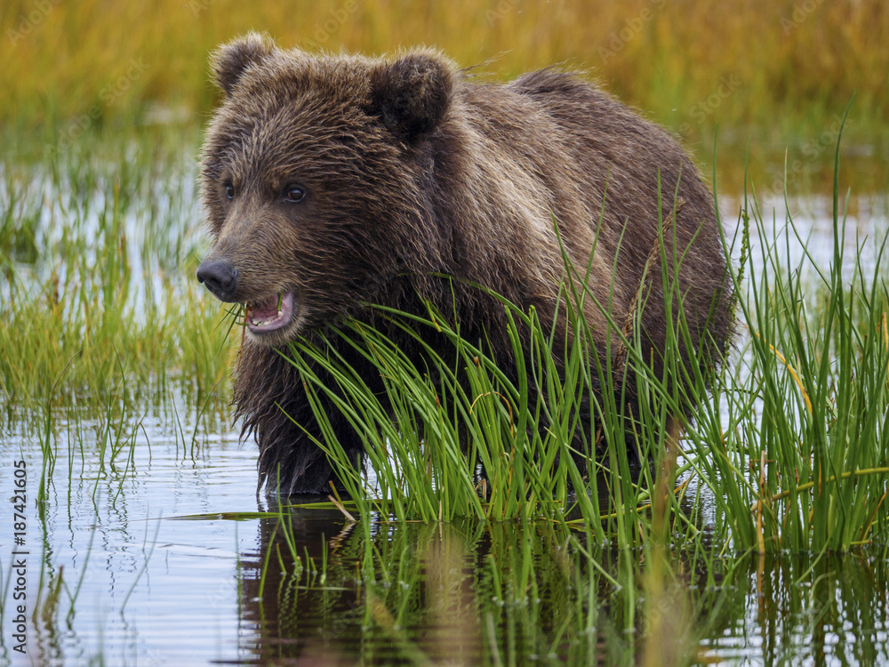 Coastal brown bear, also known as Grizzly Bear (Ursus Arctos) cub feeding on grass. South Central Alaska. United States of America (USA). Coastal brown bear, also known as Grizzly Bear (Ursus Arctos) cub feeding on grass. South Central Alaska. United States of America (USA).