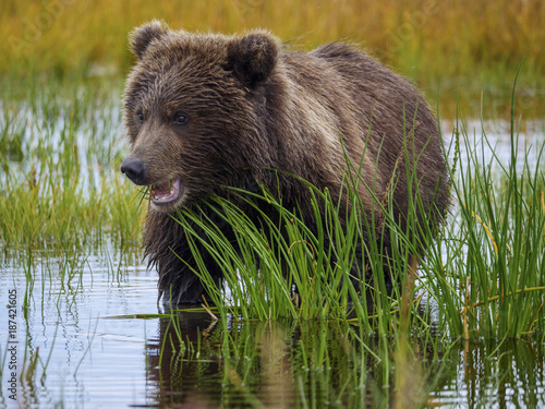 Coastal brown bear, also known as Grizzly Bear (Ursus Arctos) cub feeding on grass. South Central Alaska. United States of America (USA).